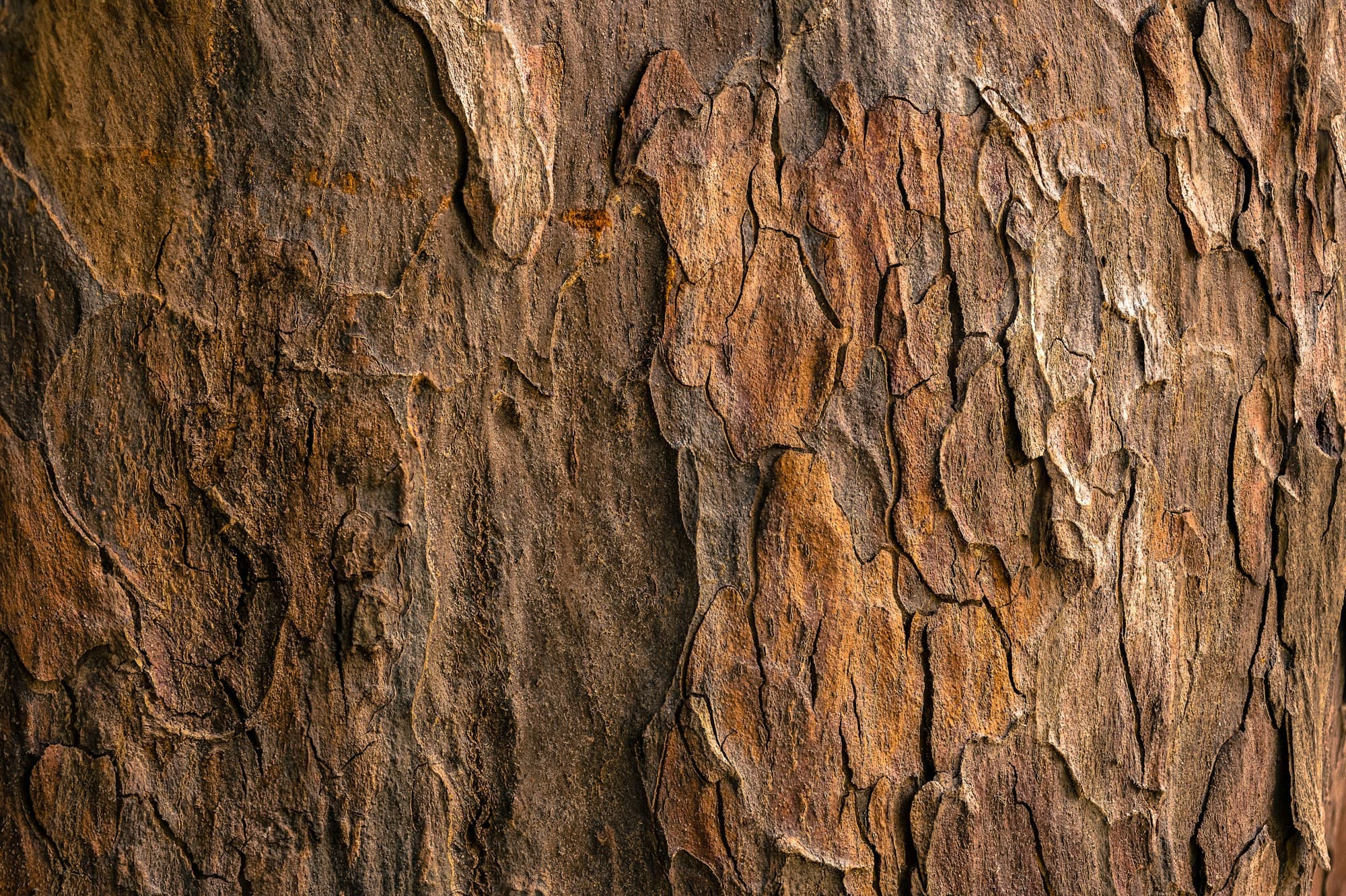 Fissured oak bark in close-up, russet plates and deep shadowed clefts, the source of the tannin
