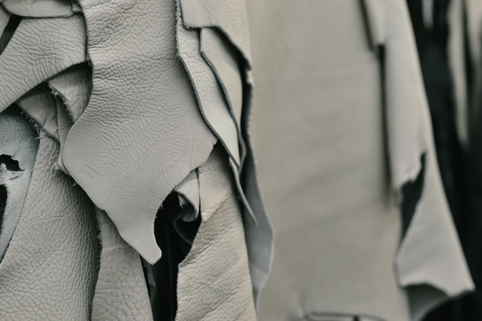 Pale limed hides hanging in a tannery before tanning, their raw edges curling